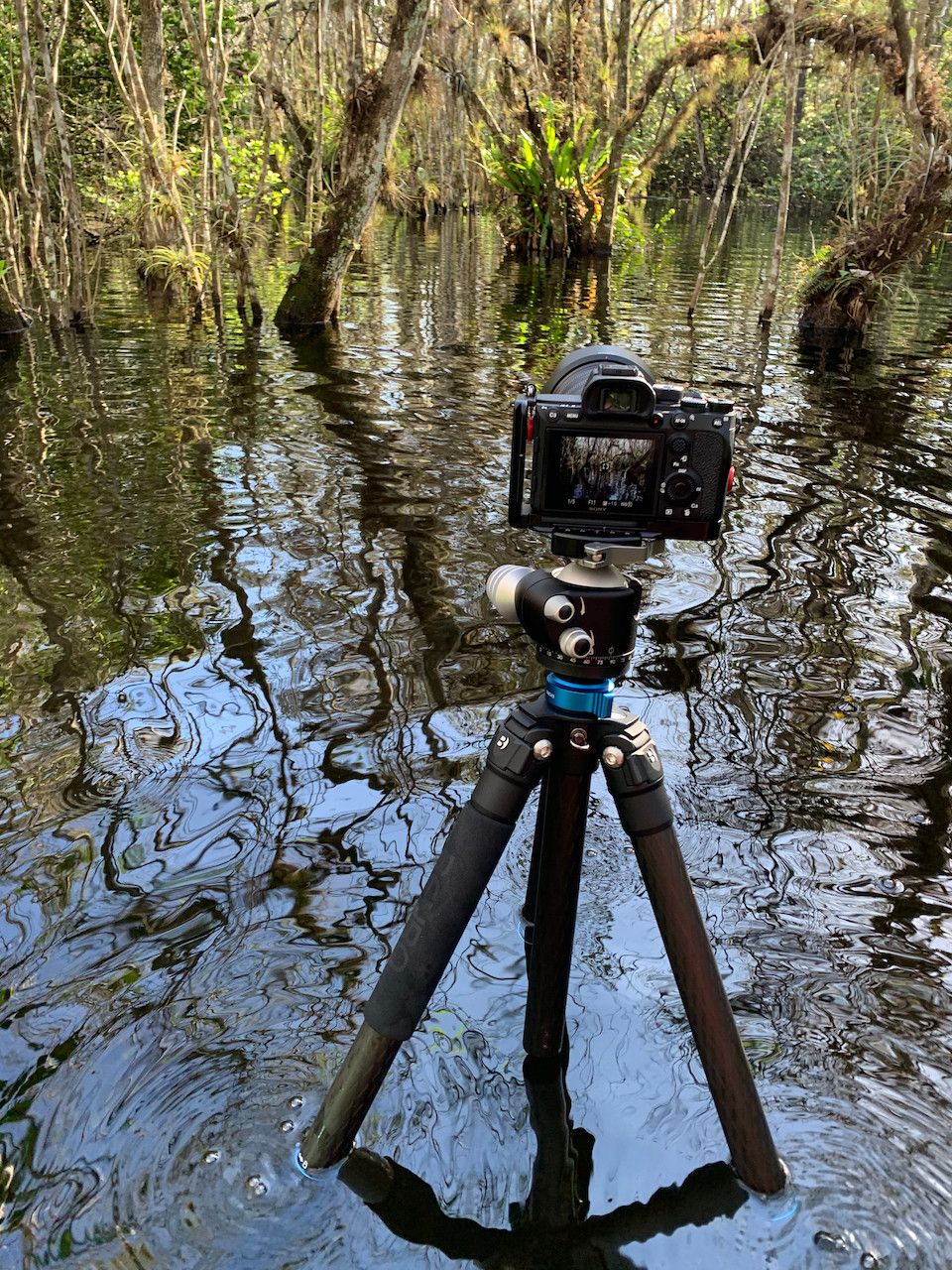 A camera is mounted on a tripod, half submerged in a swamp to capture the natural beauty of such a diverse biome