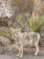 an extreme closeup of a mottled grey-brown Arizona Coyote in Saguaro National Park, Tucson Arizona