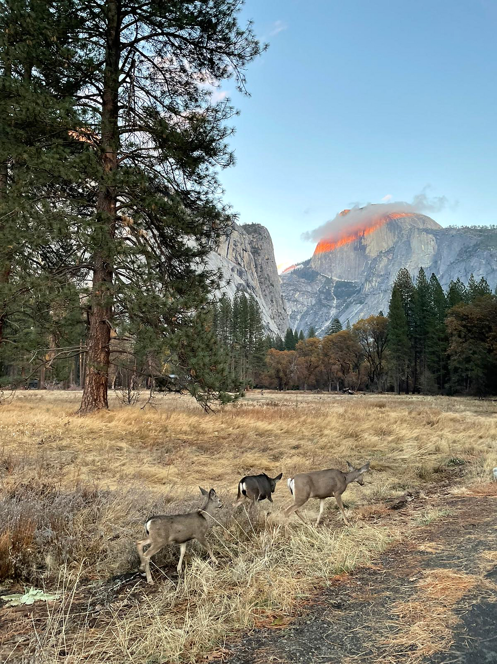 Three deer make a religious pilgrimage to Half Dome in the Yosemite Valley. The majestic cliff is stained a deep orange-red from the sun setting overhead