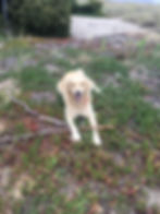 A floofy Golden Retriever looks immensely pleased with herself and the stick she's been chewing on, surrounded by succulents in the headlands of Stinson Beach in Northern California