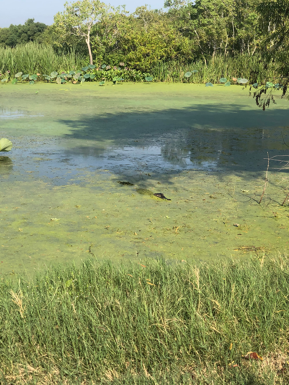 A Gator lurks in a swamp covered with algae, he just wants to say hello