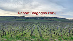Annata Borgogna 2024: Il Report Tecnico sulla Rinascita del Terroir Classico