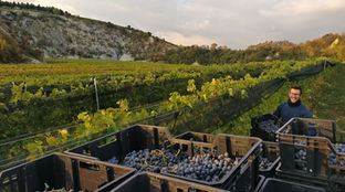 Tasi - Vendemmia in Val d'Illasi
