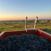 Jeanson Parigot Vendemmia