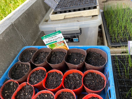 ジャック・オ・ランタン用の種を植えました!