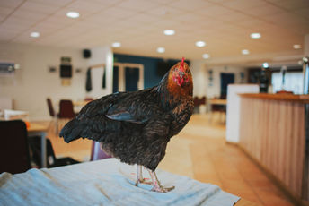 DSC_0798-11.jpeg