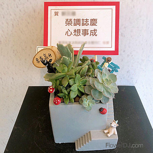 縮圖：多肉盆栽