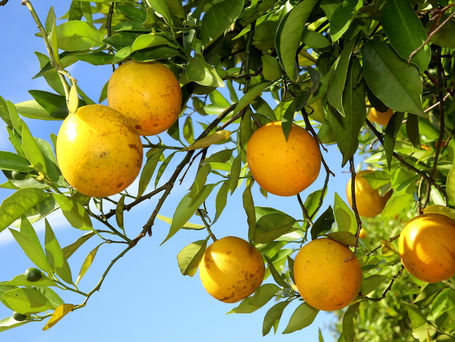 Governo do PR prorroga mais uma vez emergência fitossanitária de combate ao greening da laranja