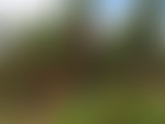 Paraná regulamenta cultivo de pinus e outras plantas exóticas invasoras no estado