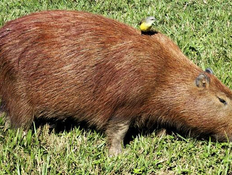 Febre maculosa: prefeitura de Curitiba intensifica monitoramento de capivaras