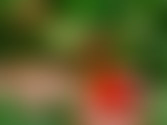 Morango do Norte Pioneiro do PR conquista selo de indicação geográfica