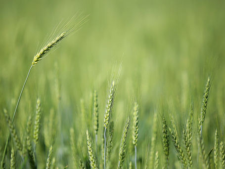 Frio e geadas no PR não provocaram perdas expressivas na agricultura