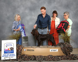 rooster wd best of winners national specialty 2023