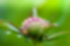 Peony bud with dew drops on it in the early morning.jpg