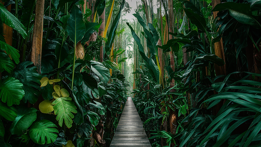 Photo_of_a_lush_tropical_plants_photo.png