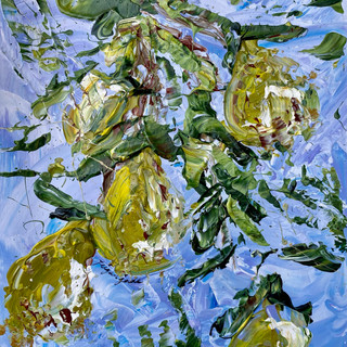 Pear tree