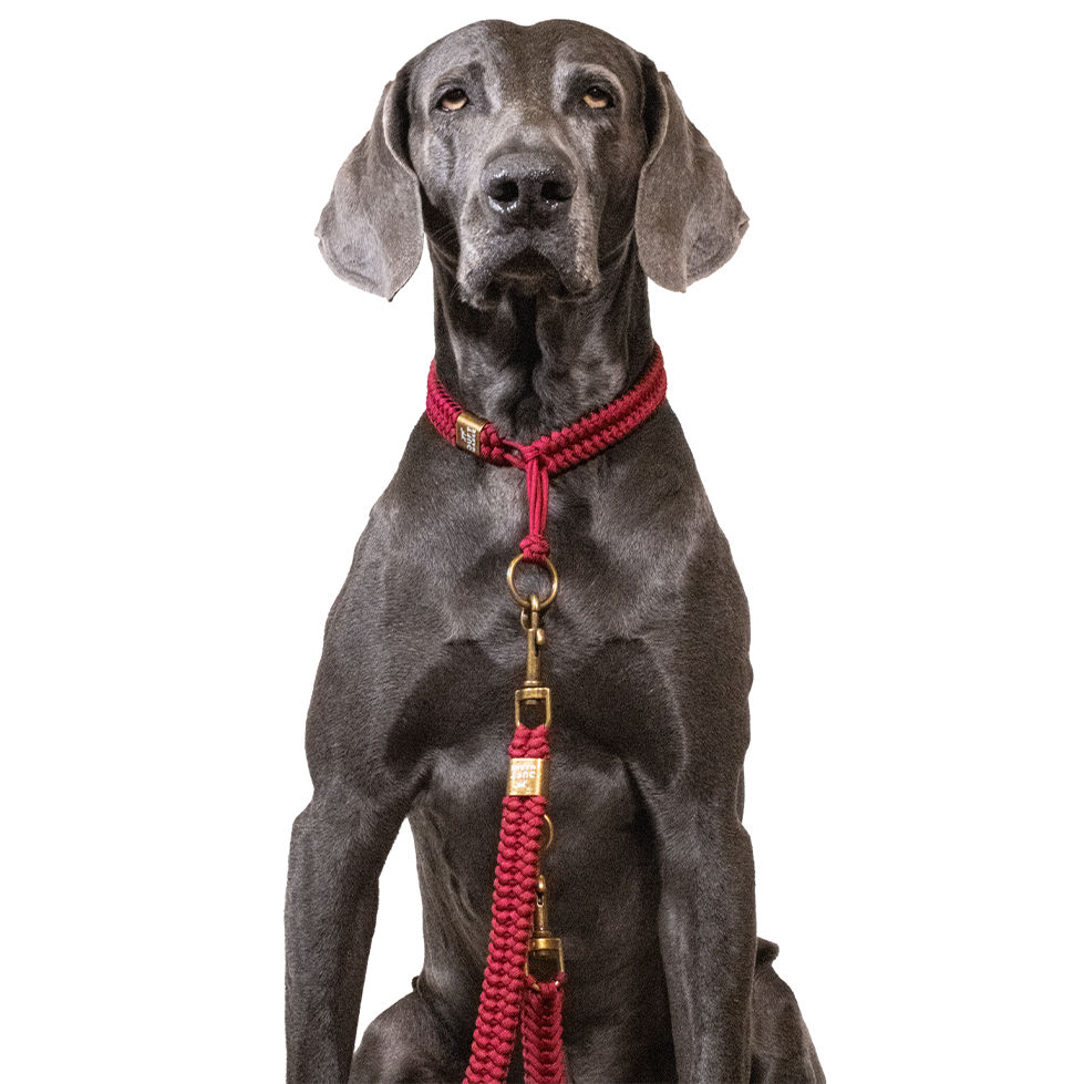 Miniaturbild: Hundehalsband von Duftmarke aus Paracord rot mit Messing Applikationen