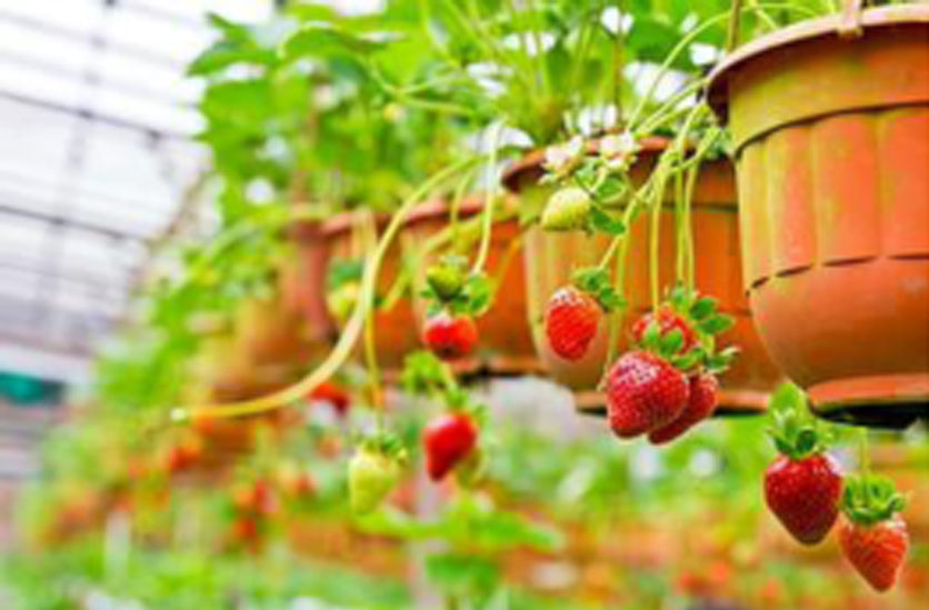 Plants and More - Berries in a Basket