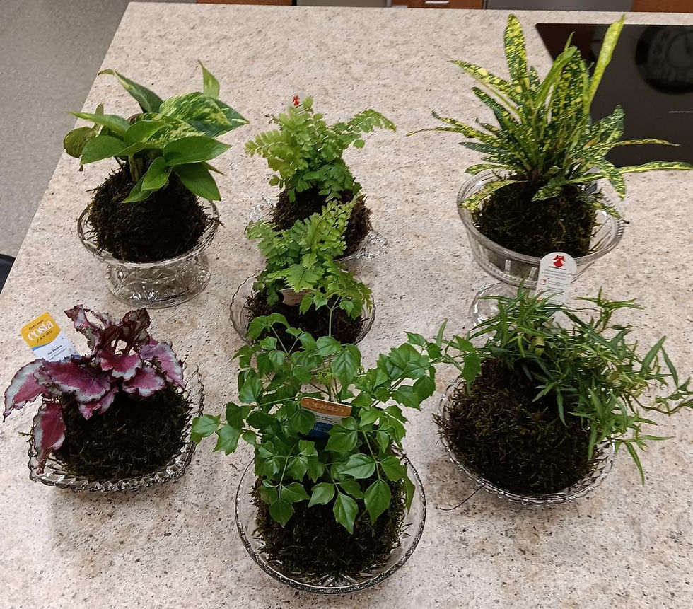 The Art of Kokedama