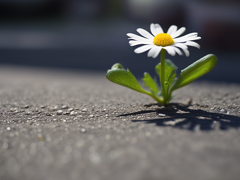 margaritenblume-die-aus-dem-teer-heraus-wachst.png
