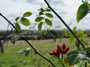 The Pilgrims' Way: Aylesford to Harrietsham