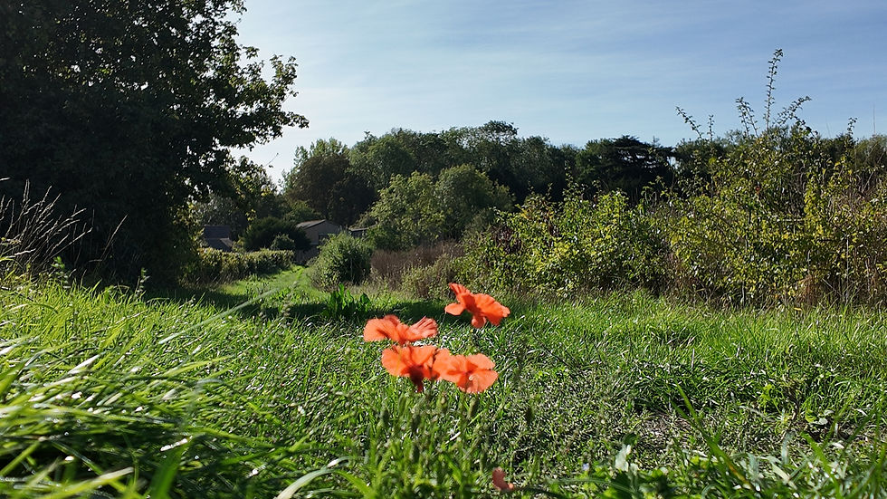 Orange wildflowers in a grassy meadow beside a tree line under a clear blue sky.