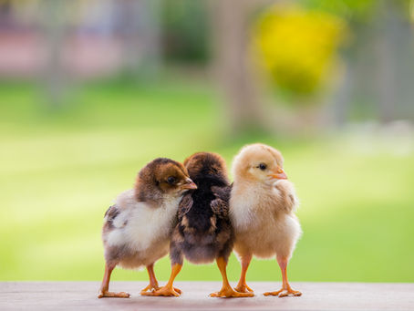 The First 8 Weeks: Building a Strong Foundation for Healthy Chicks