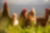 Why You Should Use Natures Grown Organic Chicken Feed