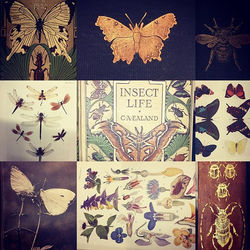 Exploring the Ernst Mayr for pictures of
