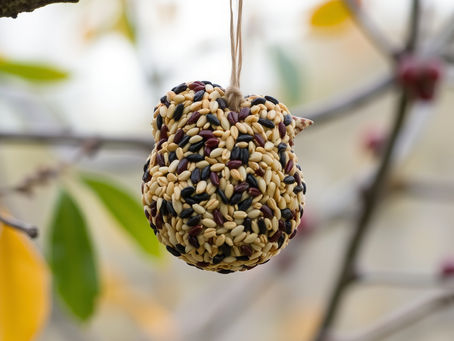 The Benefits and Drawbacks of Using Pressed Seed Bird Feeders