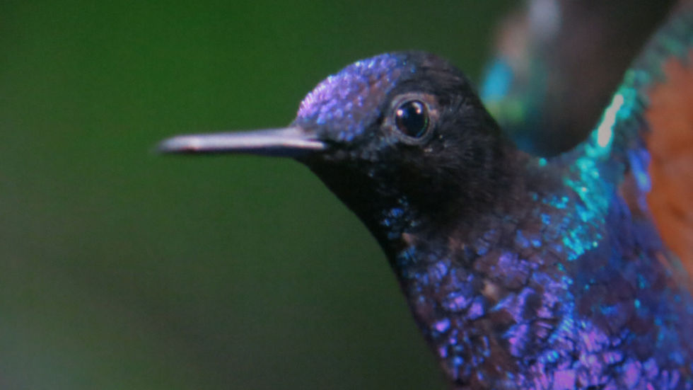 Oiseau mouche