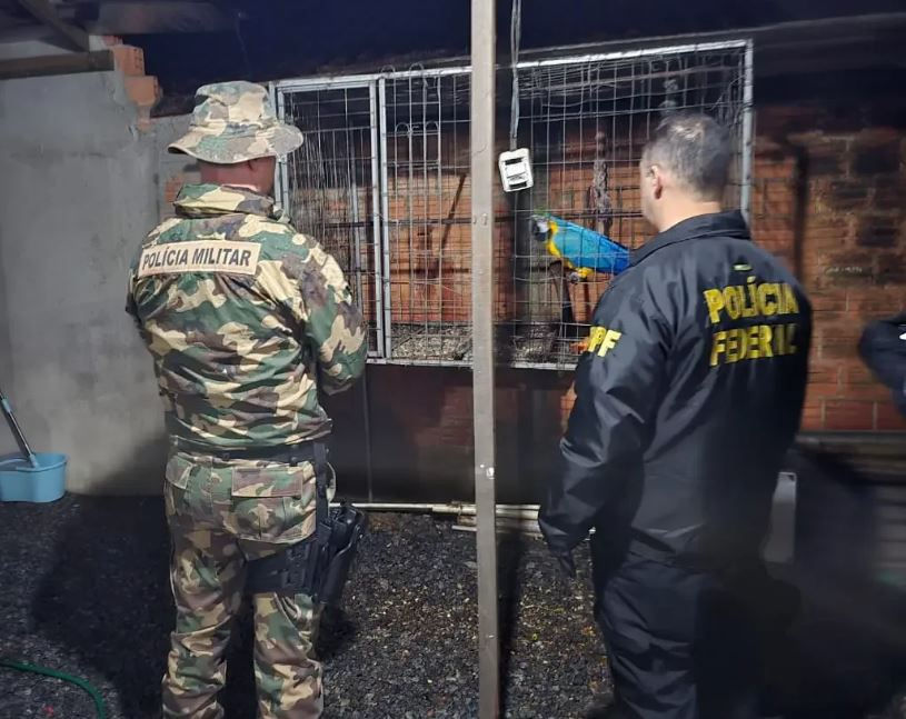 (Foto: divulgação/ Polícia Militar Ambiental)