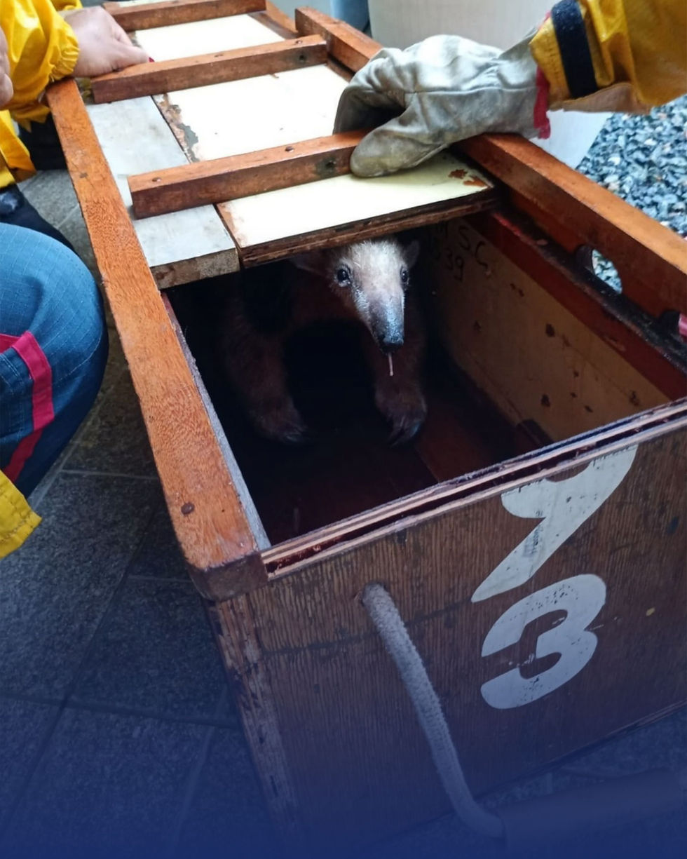 Tamanduá-mirim é resgatado após aparecer em residência no Ervino, em São Francisco do Sul