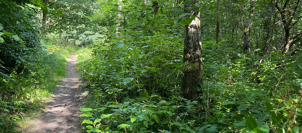 forrest.JPG