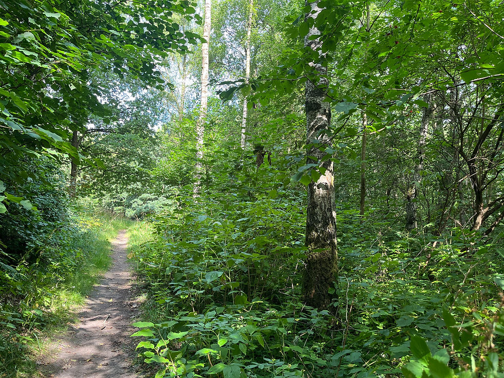 forrest.JPG