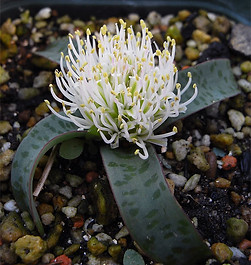 lachenaliaPusilla1.jpg
