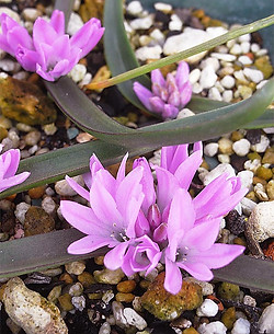 polyxenaPaucifolia1.jpg