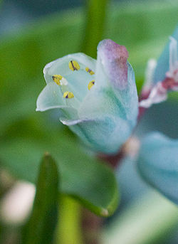 lachenaliaViridiflora10.jpg