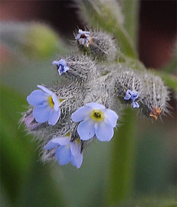 myosotisArvensis3.jpg