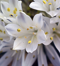 polyxenaEnsifolia2.jpg