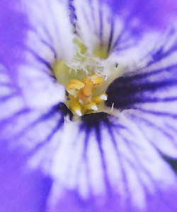tecophilaeaViolacea4.jpg