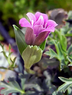 Anemonehortensis Alpicola