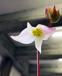 12月例会_ヘリアンホラの花_伴販売見本.png