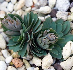 Cpumila5.jpg