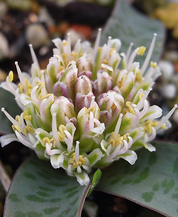 lachenaliaPusilla2.jpg