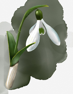 GalanthusAtkinsii.jpg