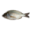 Black Sea Bream