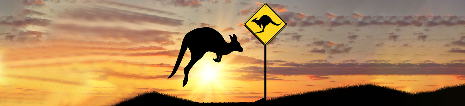 Kangaroo web header image.jpg