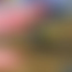 Roczen vence em St.Louis, e Hunter empata em pontos com Tomac