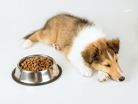 Cachorro deitado ao lado de um pote cheio de ração sem comer, representando falta de apetite em pets.